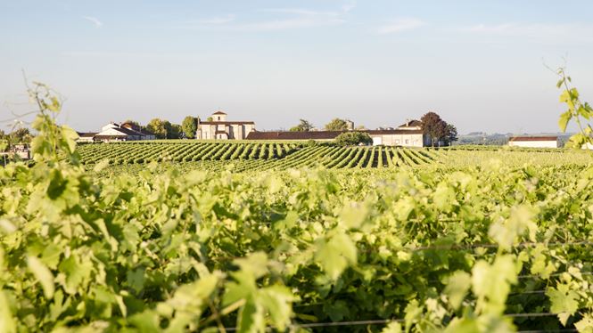 The Many Dimensions of Cognac