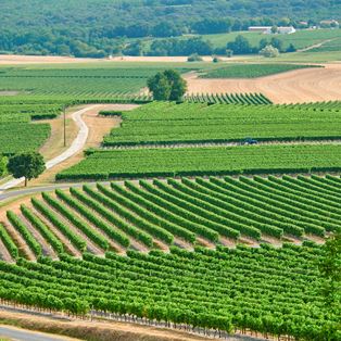 Bureau National Interprofessionnel du Cognac
