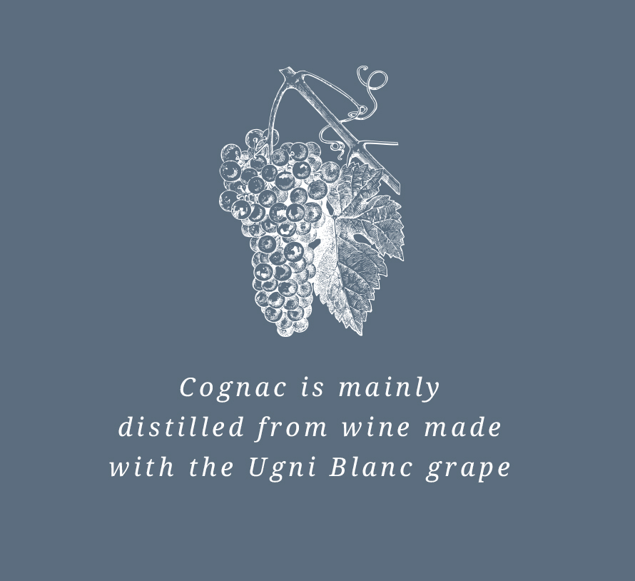 Cognac is mainly distilled from wine made with the Ugni Blanc grape